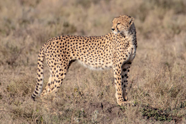 istock Full portrait of a cheetah 1097800330