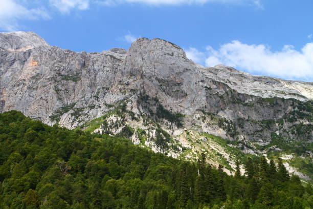 istock Trees, forest on mountain cliff - cute photo of nature 1097800518