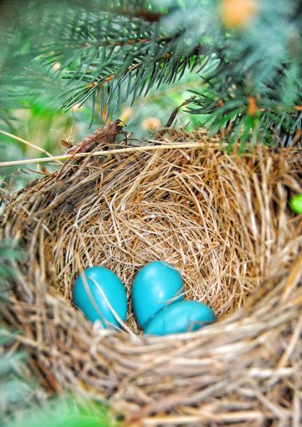 Blue American Robins eggs in a nest