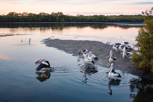 istock flock of Australian pelicans 1097802374