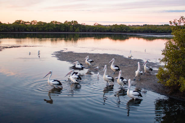 Australian animal bird