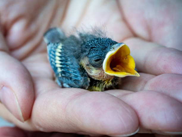 oiseau poussin dans la main - baby chicken human hand young bird bird photos et images de collection