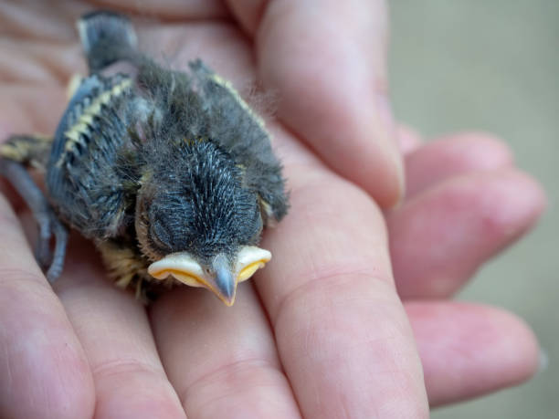 oiseau poussin dans la main - baby chicken young bird chicken human hand photos et images de collection