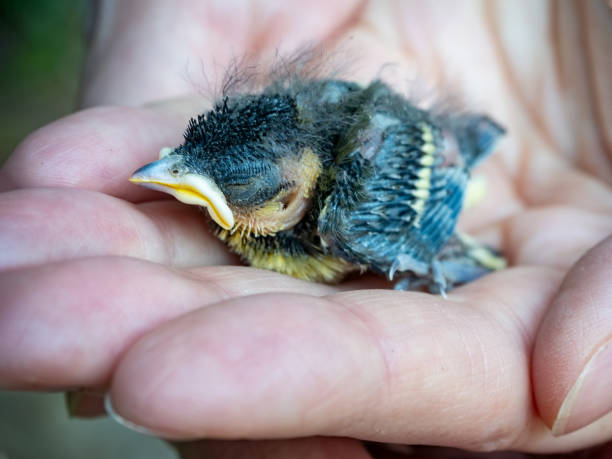 uccello pulcino in mano - baby chicken human hand young bird bird foto e immagini stock