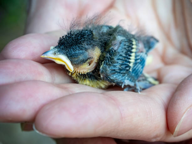 손에서 병아리 새 - baby chicken human hand young bird bird 뉴스 사진 이미지