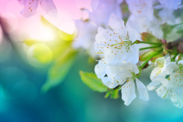 albero di fiori su sfondo di natura verde. sfondo primaverile. - flower spring white blue foto e immagini stock
