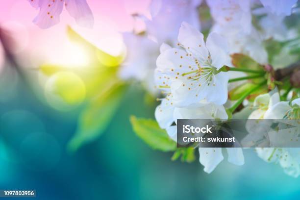 緑の自然の背景の上の花のツリー春の背景 - 春のストックフォトや画像を多数ご用意 - 春, 花, 背景