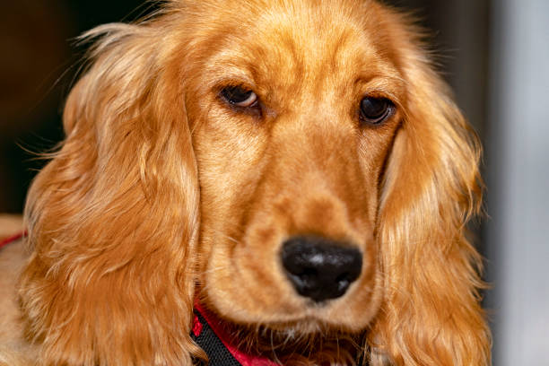istock puppy dog cocker spaniel portrait 1097805634