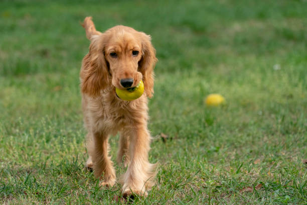 istock puppy dog cocker spaniel portrait on grass 1097805774