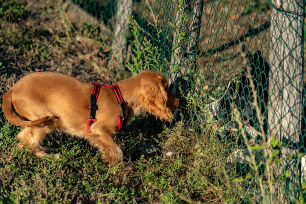 istock happy puppy dog cocker spaniel and border collie running 1097805842
