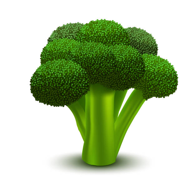 Realistic 3d Detailed Green Fresh Broccoli. Vector Realistic 3d Detailed Green Fresh Broccoli Raw Healthy Plant, Element Cooking. Vector illustration of Organic Natural Vegetable broccoli stock illustrations