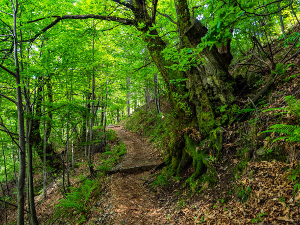 istock Hiking Trail in Val Grande National Park 1097807348