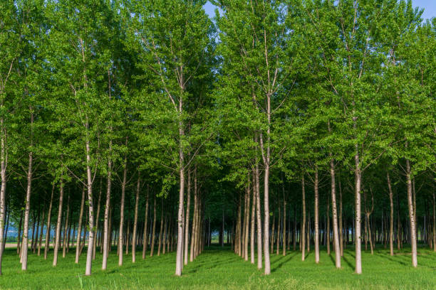 Sunny artificial forest. Young green trees in a rows Sunny artificial forest. Young green trees in a rows gemona del friuli stock pictures, royalty-free photos & images