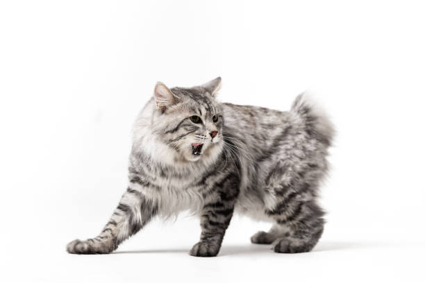istock Adorable bobtail cat isolated on white background 1097810740