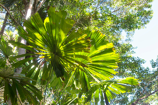 Closeup of beautiful Fan Palm leaves and tropical trees in The Daintree, Tropical North Queensland, Australia