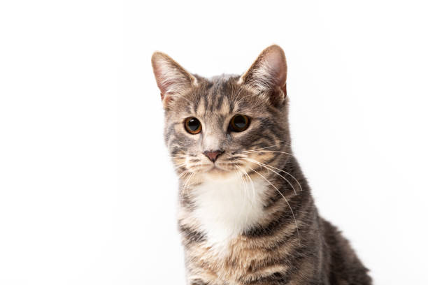 istock Adorable bobtail cat isolated on white background 1097811330