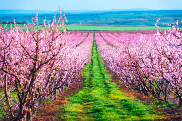 istock Rows of blossom peach trees in spring garden 1097813016