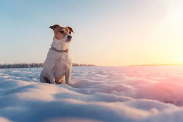 White jack russel terrier puppy on snowy field. Adult dog with serious gaze