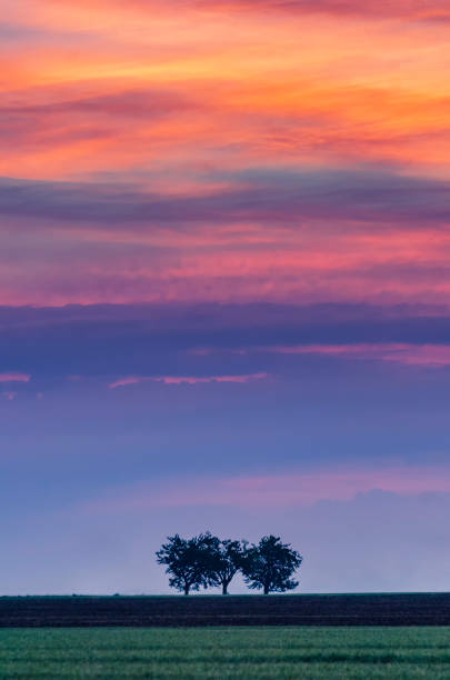 istock Vibrant sunset and lonely trees. Colorful skies in fire 1097816598