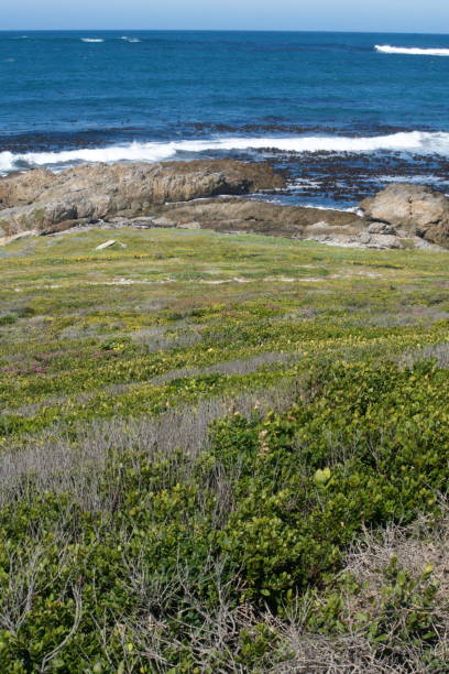 istock Fynbos vegetation near the Atlantic coast 1097816912