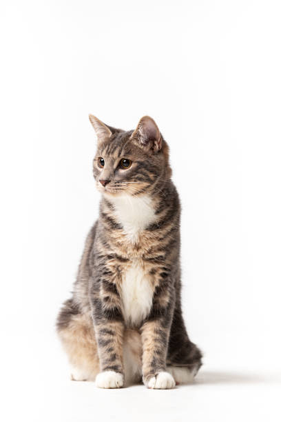 istock Adorable bobtail cat isolated on white background 1097819164