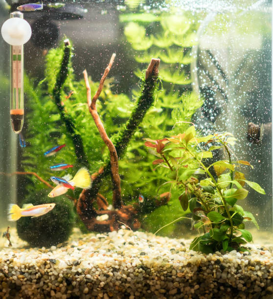 istock Small nano cube aquarium with fishes and plants. 1097819240