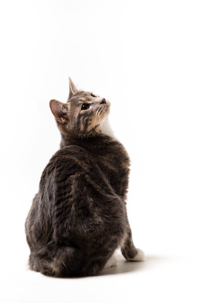 istock Adorable bobtail cat isolated on white background 1097819406