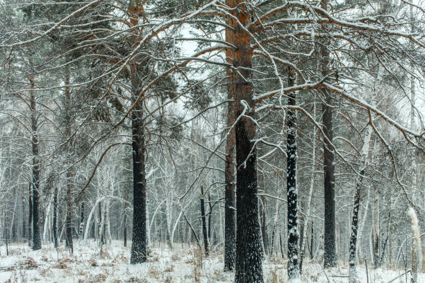istock a cloudy day in the woods during snowfall in Siberia 1097819980