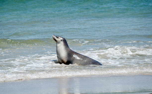 istock sea lion on the beach 1097820972