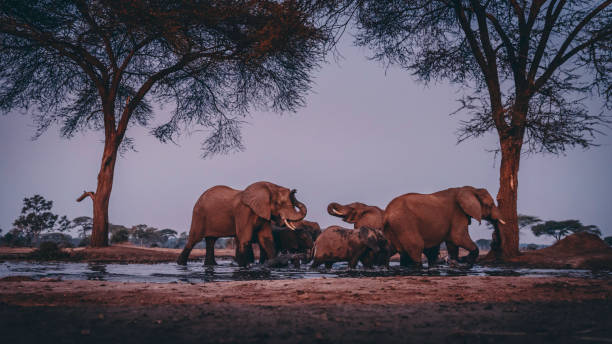 Elephants with kittens at the waterhole after sunset, Senyati Safari Camp, Botswana stock photo