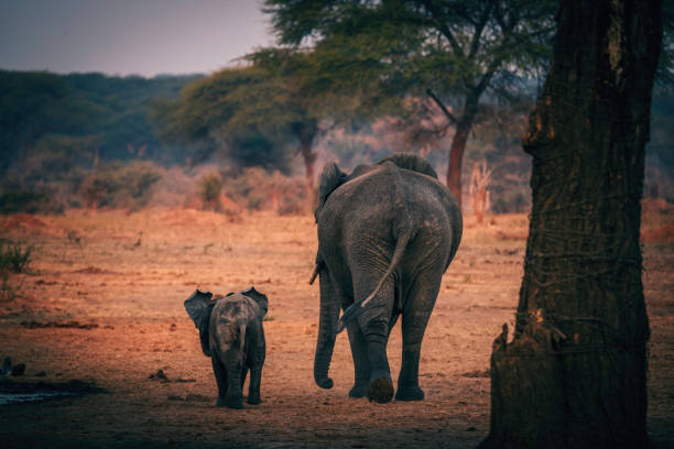 Elephant with baby leaves waterhole, Senyati Safari Camp, Botswana stock photo