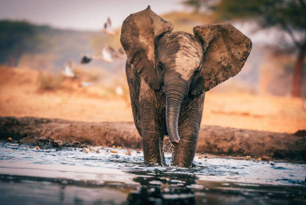 Baby elephant at the waterhole, Senyati Safari Camp, Botswana stock photo