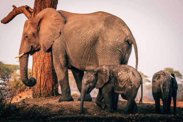 Close Up - Baby elephant with mother at the waterhole, Senyati Safari Camp, Botswana stock photo