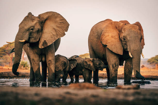 Elephants with kittens at the waterhole, Senyati Safari Camp, Botswana stock photo