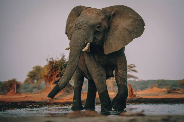Big elephant at the waterhole, Senyati Safari Camp, Botswana stock photo