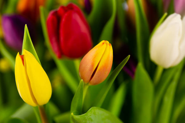 Collection of beautiful Vibrant Tulips in white, red, yellow and orange colours
