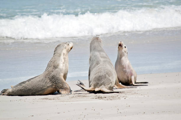 istock three sea lions on the beach 1097824174