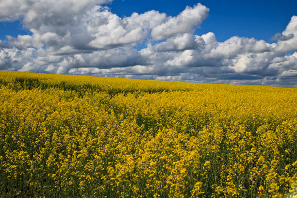 istock Bright yellow rapeseed field against a cloudy sky background 1097824516