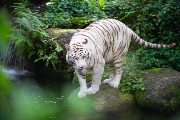 istock A captive white tiger in a zoo 1097827608