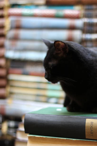 istock Black Cat in a Bookshop 1097827736