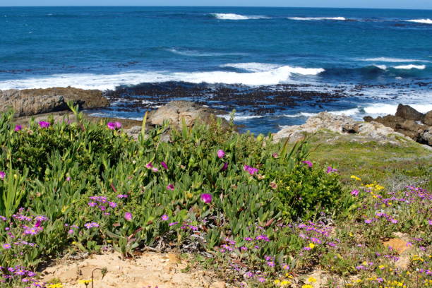 istock Fynbos vegetation near the Atlantic coast 1097828570