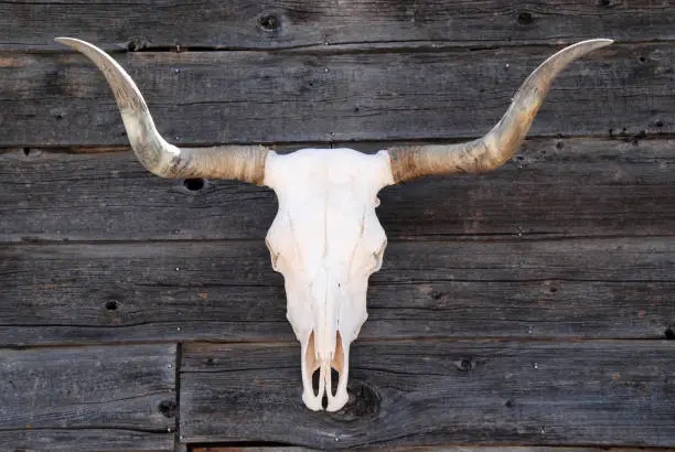 Skull of a Texas Longhorn mounted an a wooden wall
