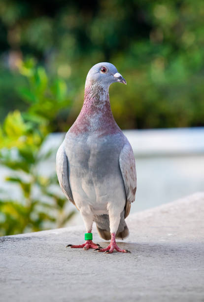 istock front view of red choco color speed racing pigeon standing on home loft 1097833488