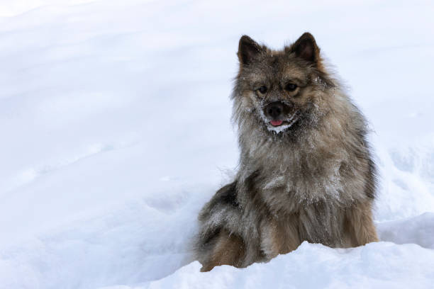 istock A dog of breed Wolfschitz sits in the snow 1097833678
