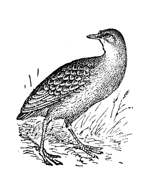 Antique old French engraving illustration: corn crake, corncrake, landrail, crex crex Antique old French engraving illustration: corn crake, corncrake, landrail, crex crex corncrake stock illustrations