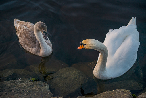 Close-up of the swan