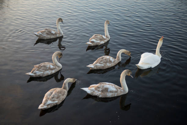 istock Swan and signets in lake 1097839018