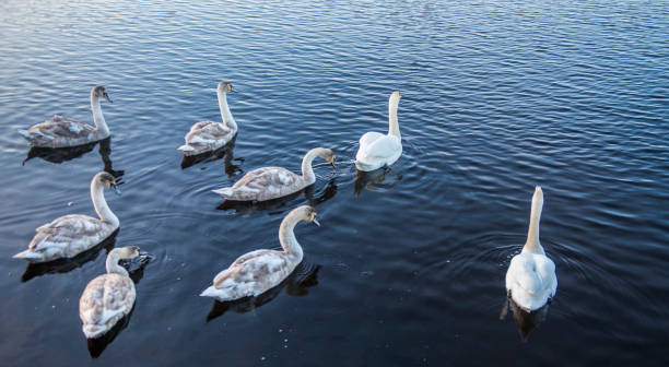 istock Swan and signets in lake 1097839056