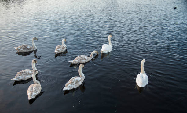 istock Swan and signets in lake 1097839058