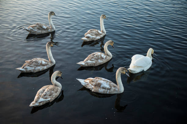 istock Swan and signets in lake 1097839060